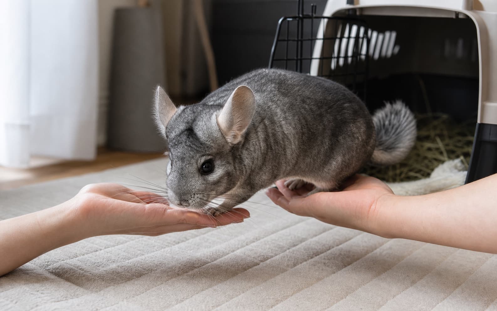 A gray chinchilla stepping across two open hands held low beside a carrier