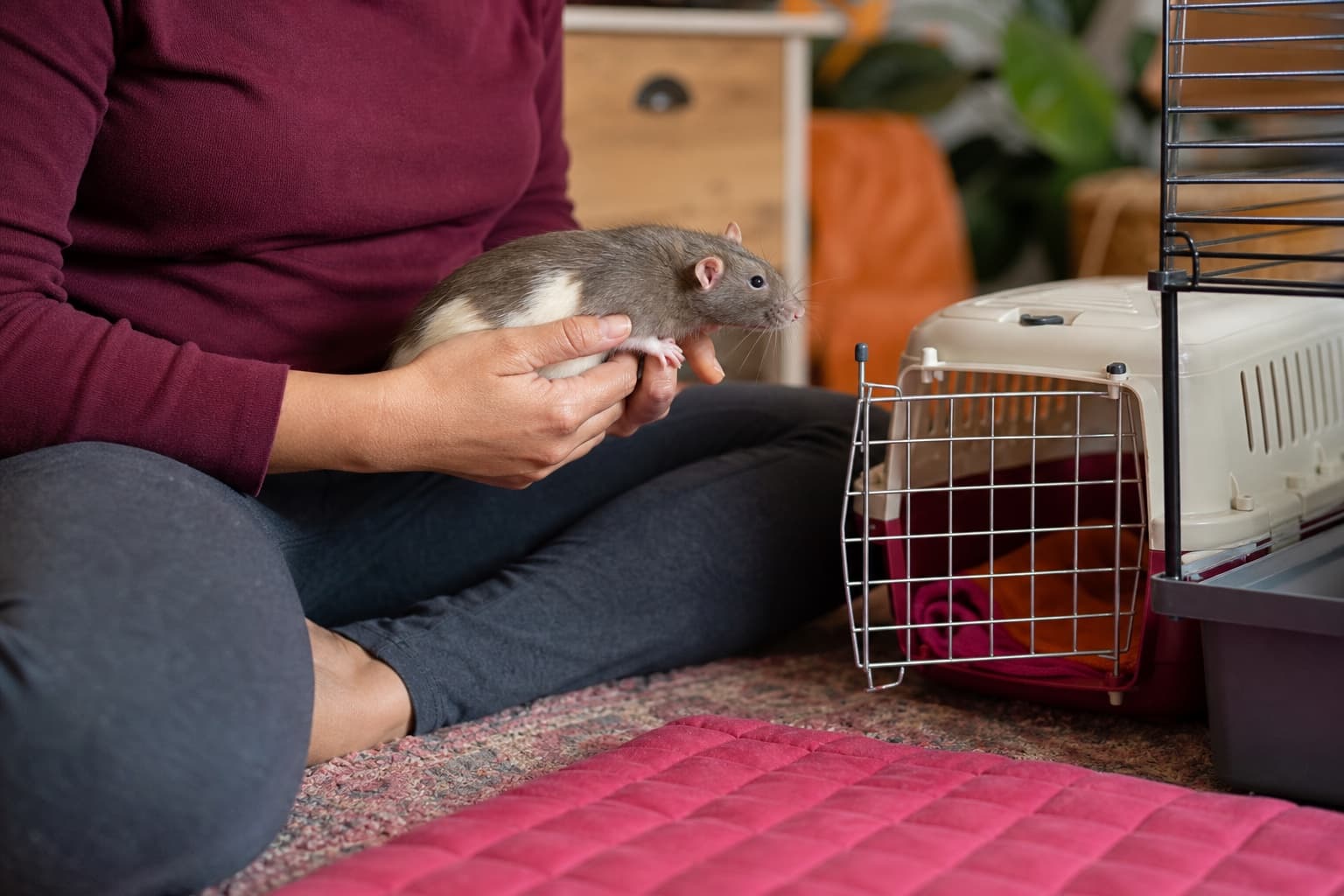 An adult supporting a pet rat with two hands beside an open carrier