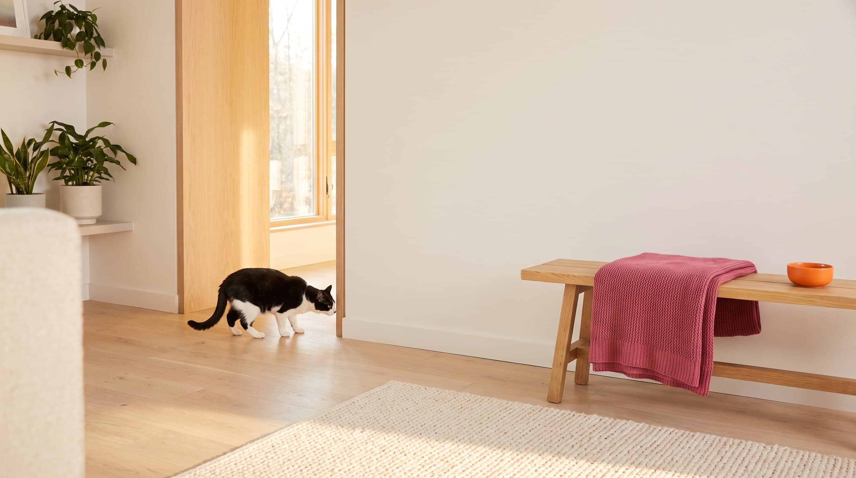 How to introduce a new cat to your home