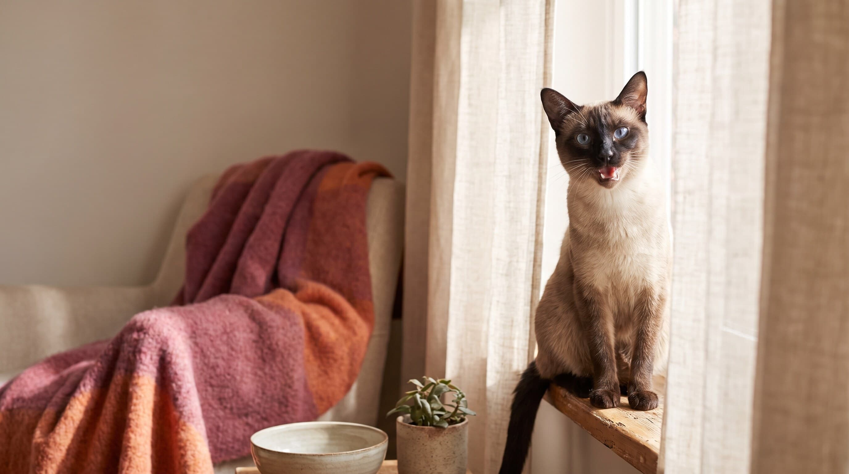 Why does my cat hiss?