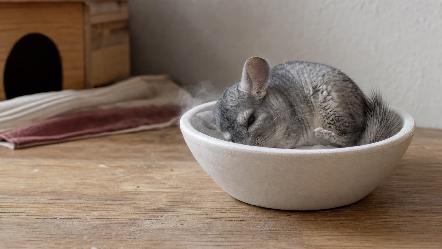 A gray chinchilla rolling in a cream ceramic dust bath on a warm wood surface