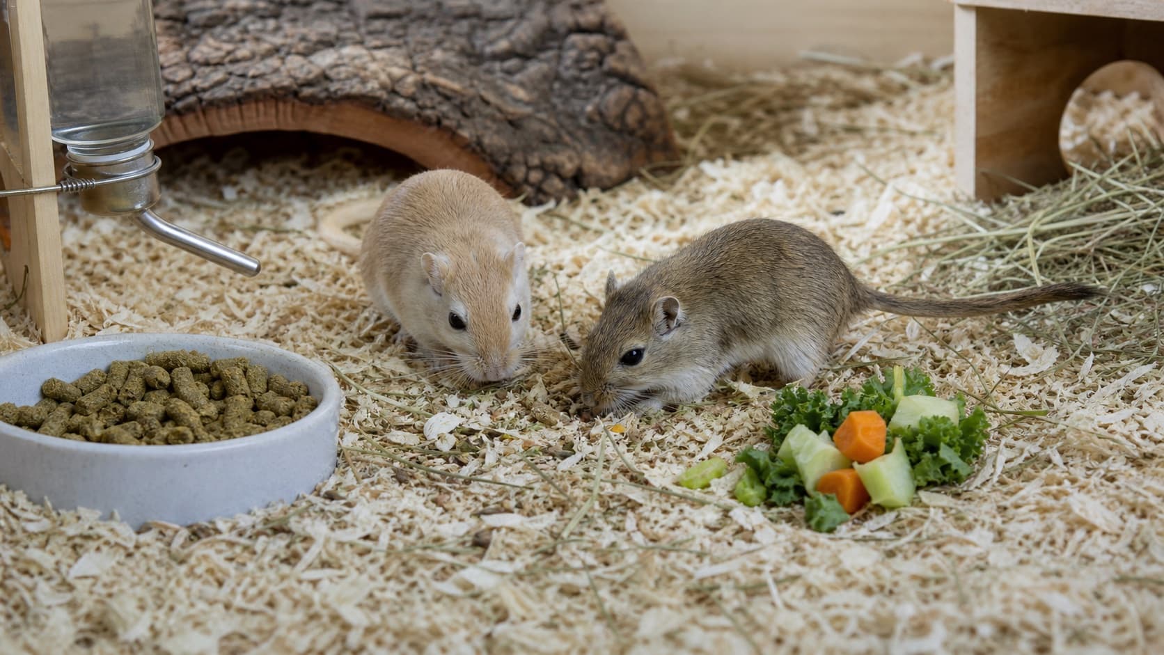 What do gerbils eat?