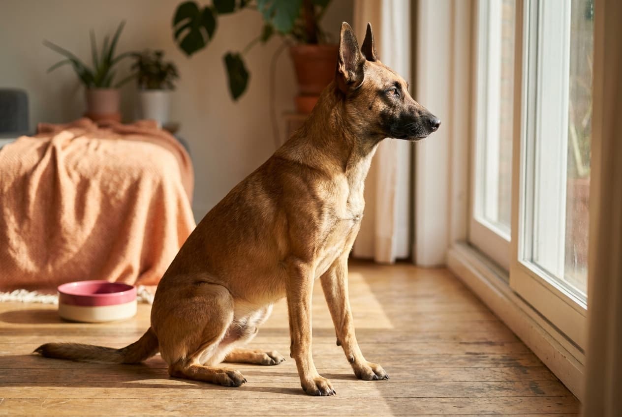 A Belgian Malinois relaxing at home