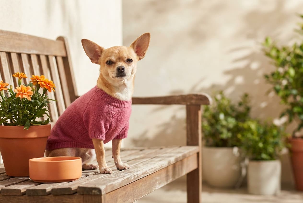 A Chihuahua relaxing at home