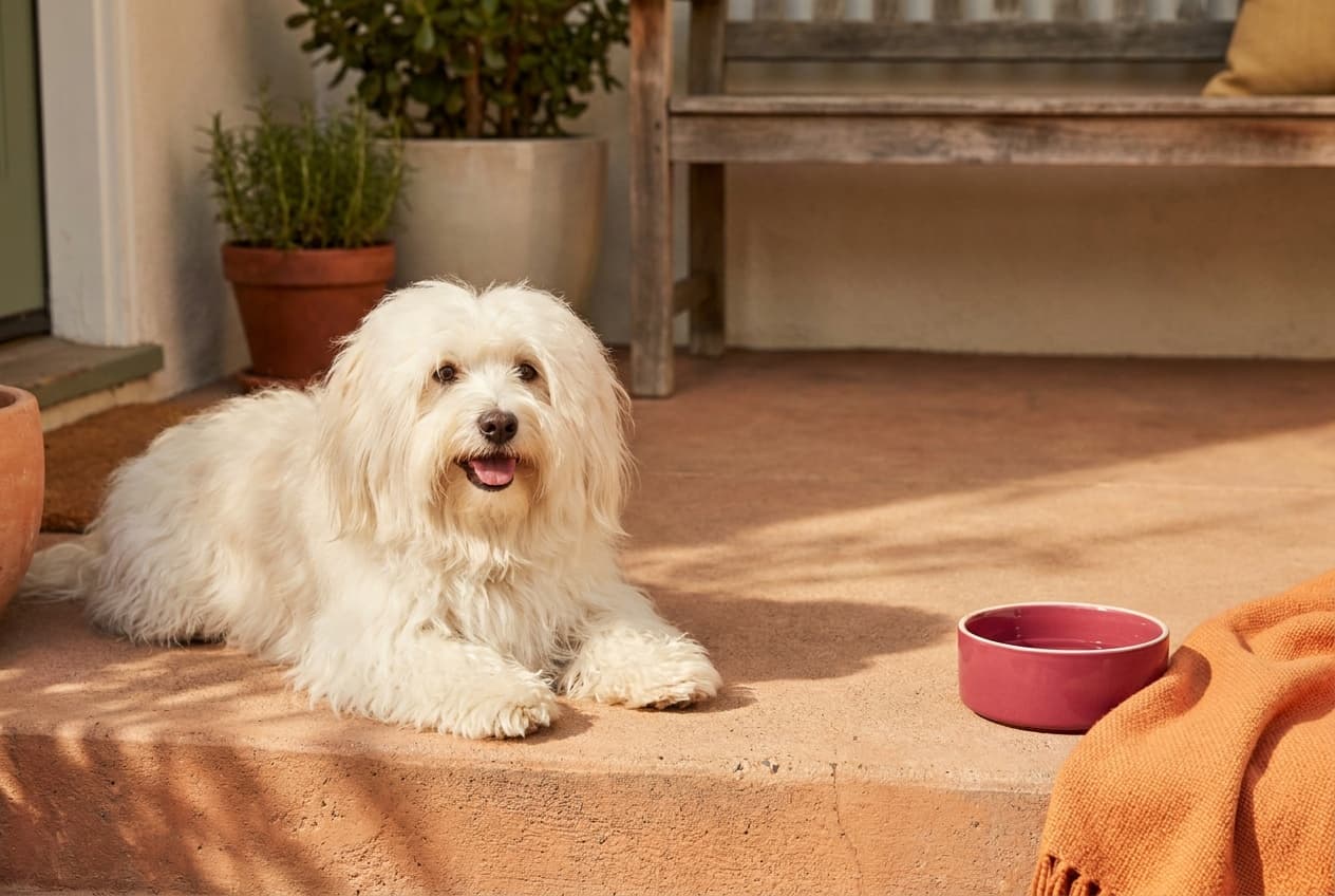 A Coton de Tulear relaxing at home