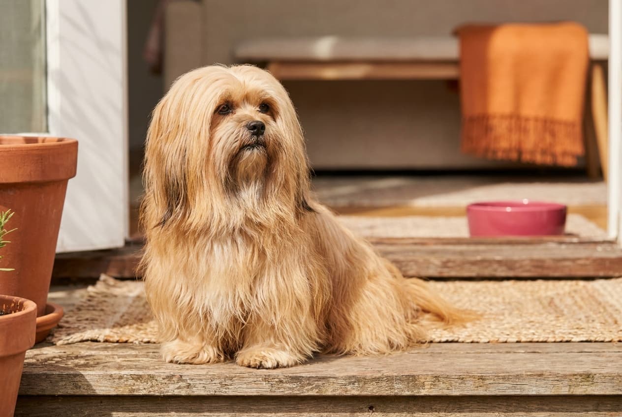 A Lhasa Apso relaxing at home