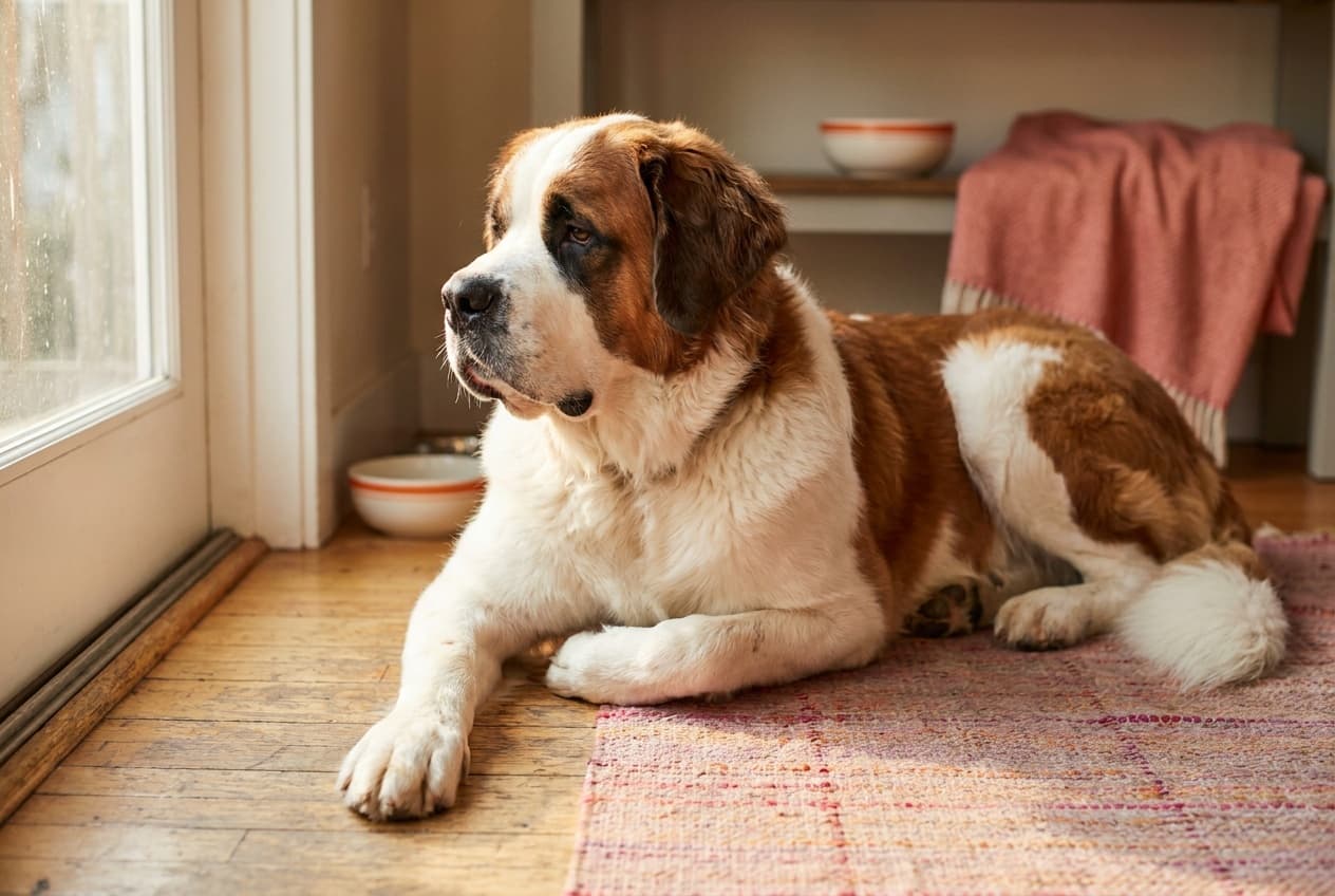 A Saint Bernard relaxing at home