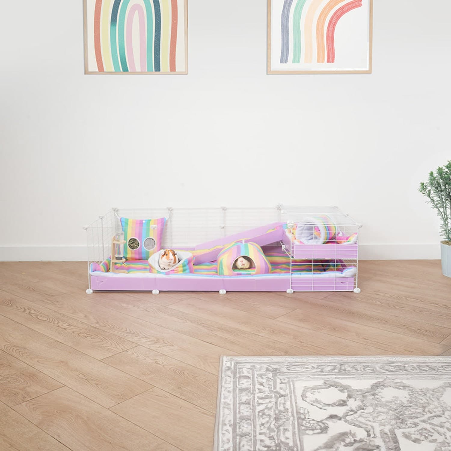 Kavee 4x2 habitat with a lavender base, clear front panels, a loft, and guinea pigs