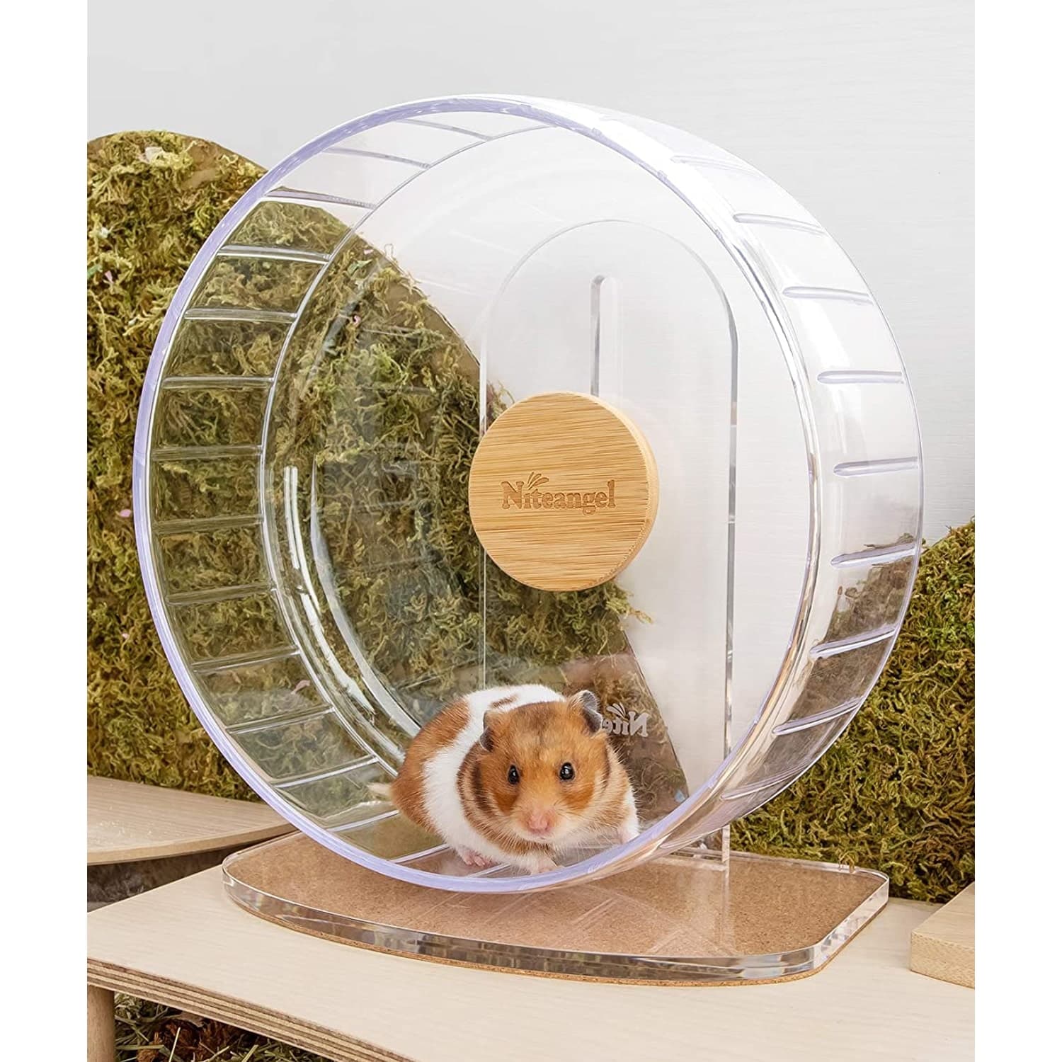 Clear Niteangel wheel on its acrylic stand with a Syrian hamster inside the open track